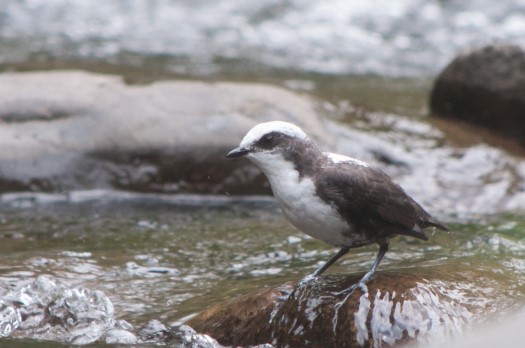 White-capped Dipper at Maquipucuna